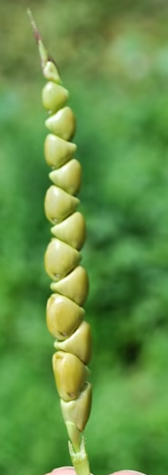 dziki kukurydz