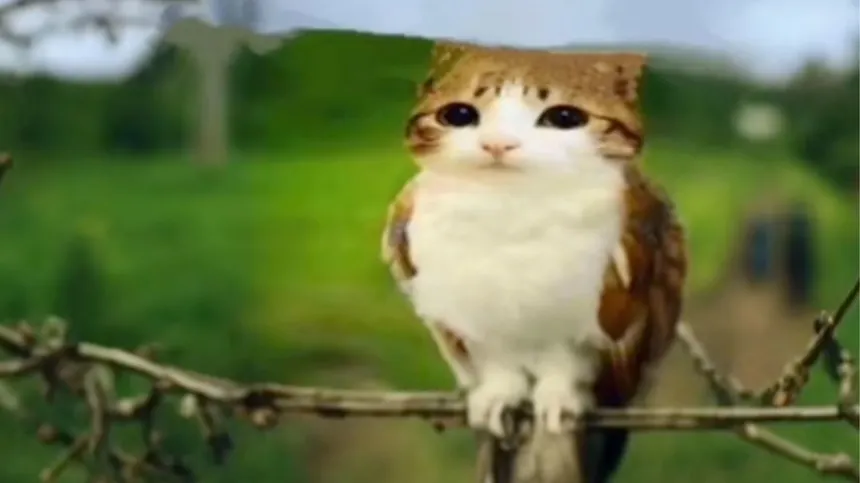 meowl