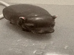 pipotam