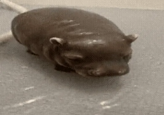 Pipotam